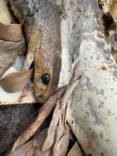 Eastern Brown Snake sighting