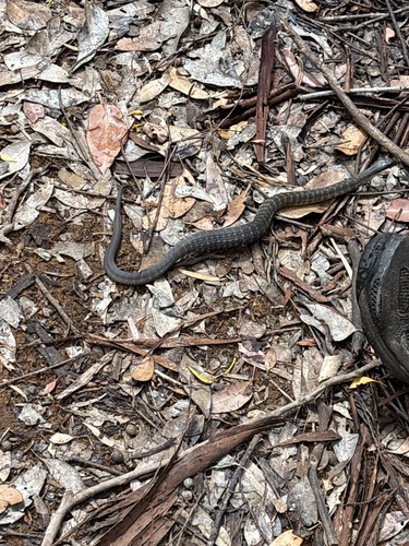 Western Tiger Snake sighting