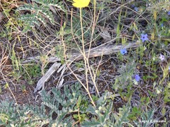 Ranunculus gramineus