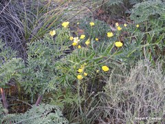 Ranunculus gramineus