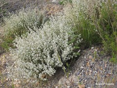 Lepidium subulatum