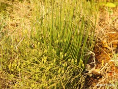 Ephedra distachya