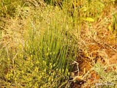 Ephedra distachya