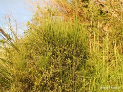 Ephedra distachya