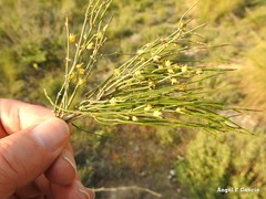 Ephedra distachya