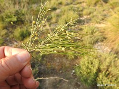 Ephedra distachya