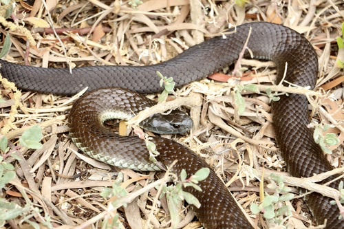 Tiger Snake sighting
