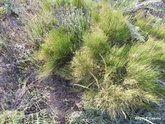 Ephedra distachya