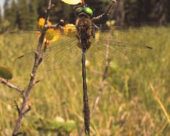 Somatochlora franklini