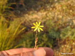 Jacobaea minuta