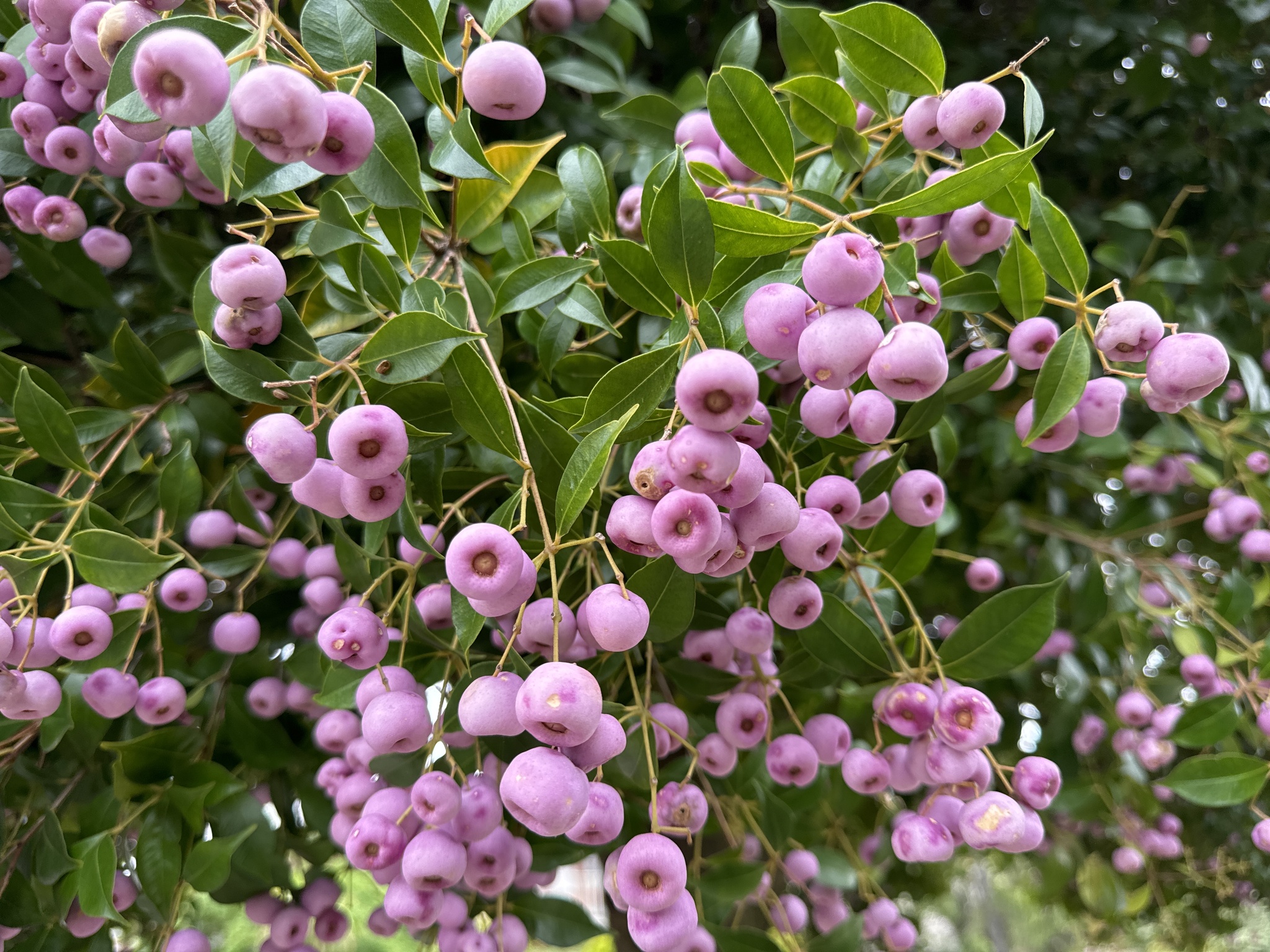 Lilly Pilly (Syzygium smithii)  iNaturalist