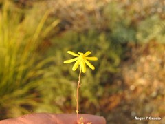 Jacobaea minuta