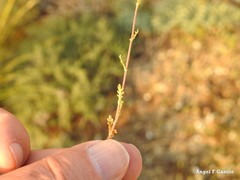 Jacobaea minuta