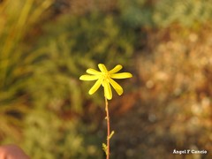 Jacobaea minuta