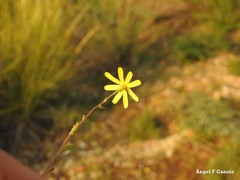 Jacobaea minuta