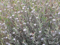 Centaurea hyssopifolia