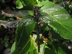 Somatochlora forcipata