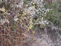 Reseda stricta