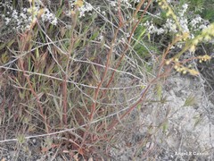 Reseda stricta