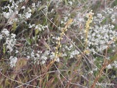 Reseda stricta