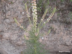 Reseda suffruticosa