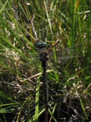 Somatochlora hudsonica