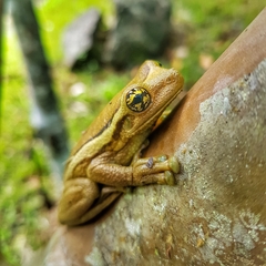 Trachycephalus mesophaeus