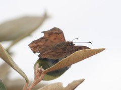 Eagris nottoana knysna
