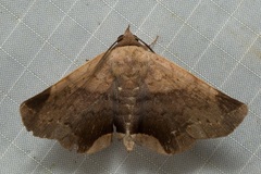 Psimada quadripennis