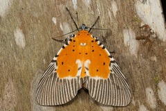 Peridrome orbicularis