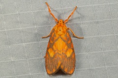 Ammatho roseororatus