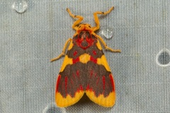 Barsine rubricostata