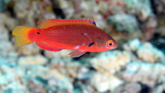 Dotted Wrasse photo 2