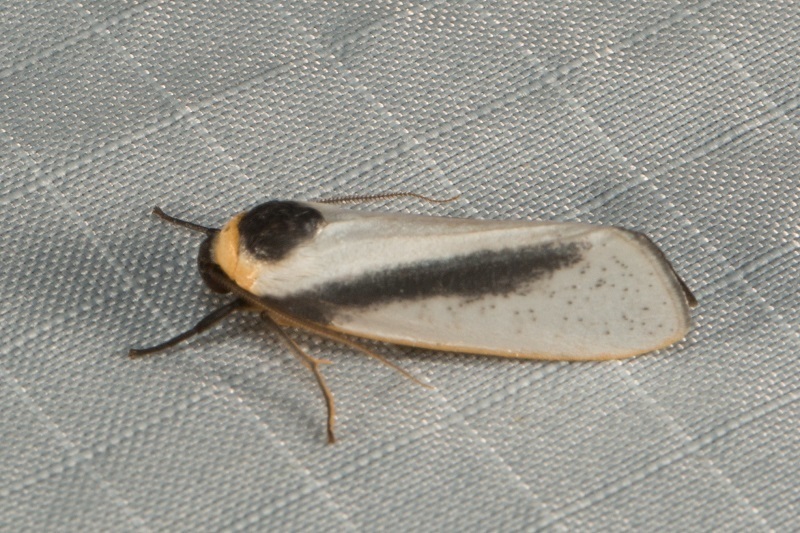 Paraona