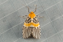 Indiania eccentropis