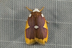 Lobobasis niveimaculata