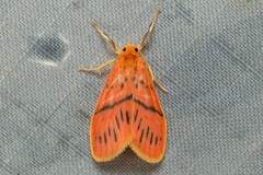 Miltochrista pingera