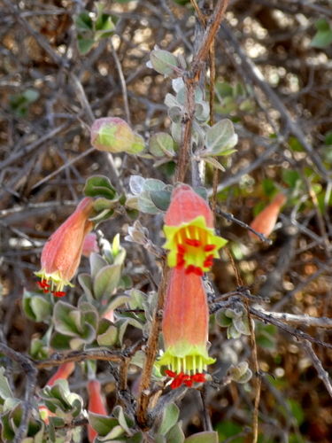 Combretum grandidieri