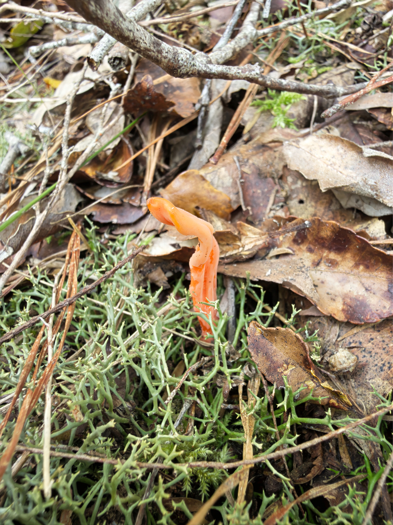 Clavulinopsis sulcata · October 2025 · photo: © jeremy_rolfe (iNaturalist, cc-by)