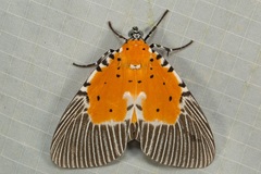 Peridrome orbicularis