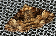 Aporoctena scierodes