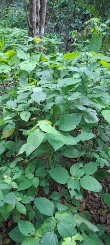 Isoglossa woodii, photograph 4