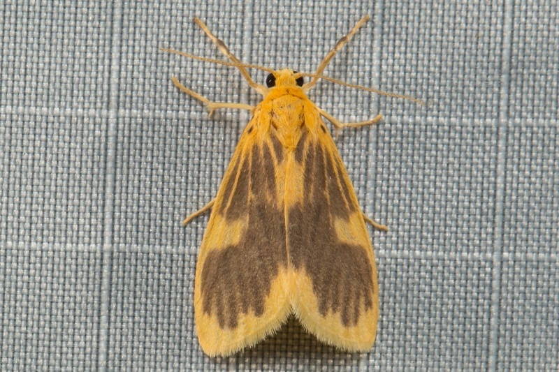 Miltochrista nubilalis