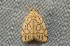 Miltochrista synestramena