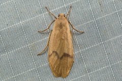 Teulisna montanebula