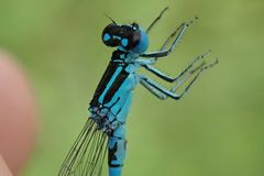 Coenagrion mercuriale