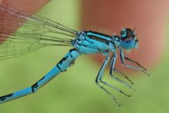 Coenagrion mercuriale