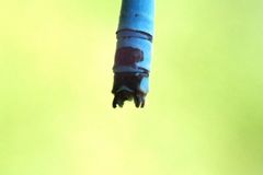 Coenagrion mercuriale