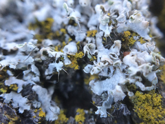 Physcia adscendens