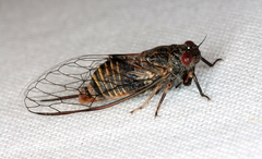 Popplepsalta notialis